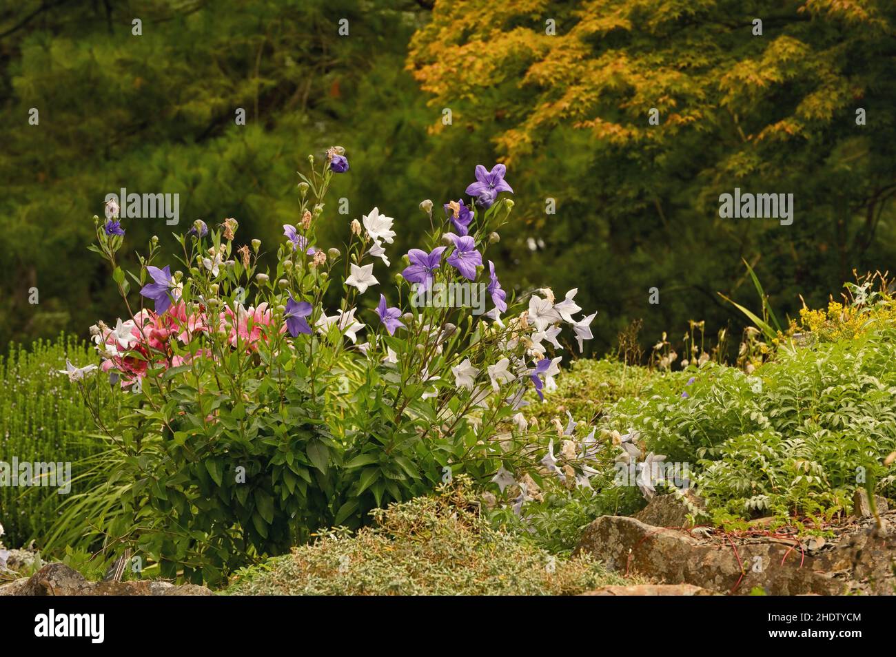 flower garden, balloon flower, flower bed, flower gardens Stock Photo
