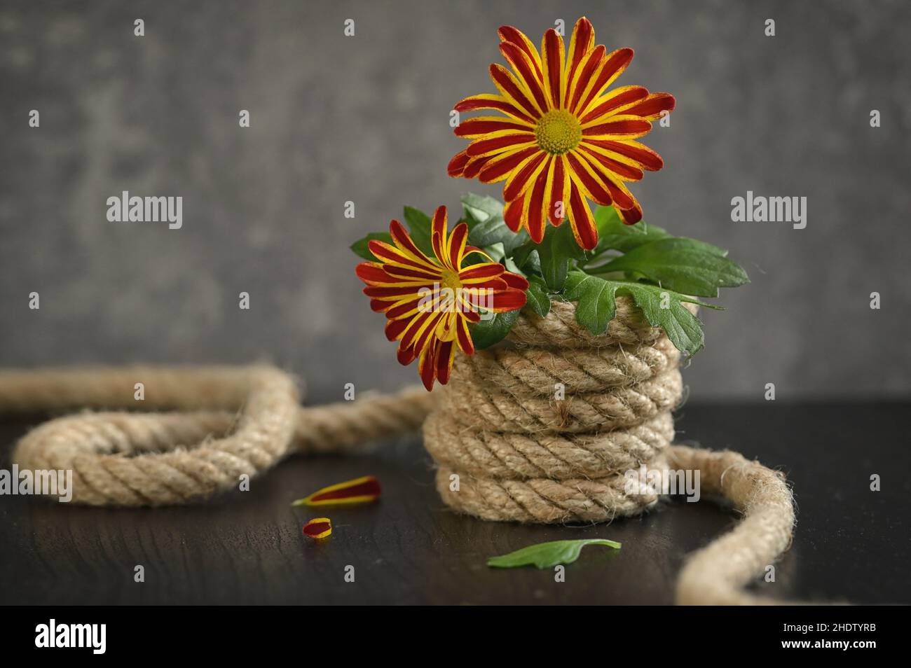 rope, tied, bloom, ropes, tieds, blooms Stock Photo - Alamy