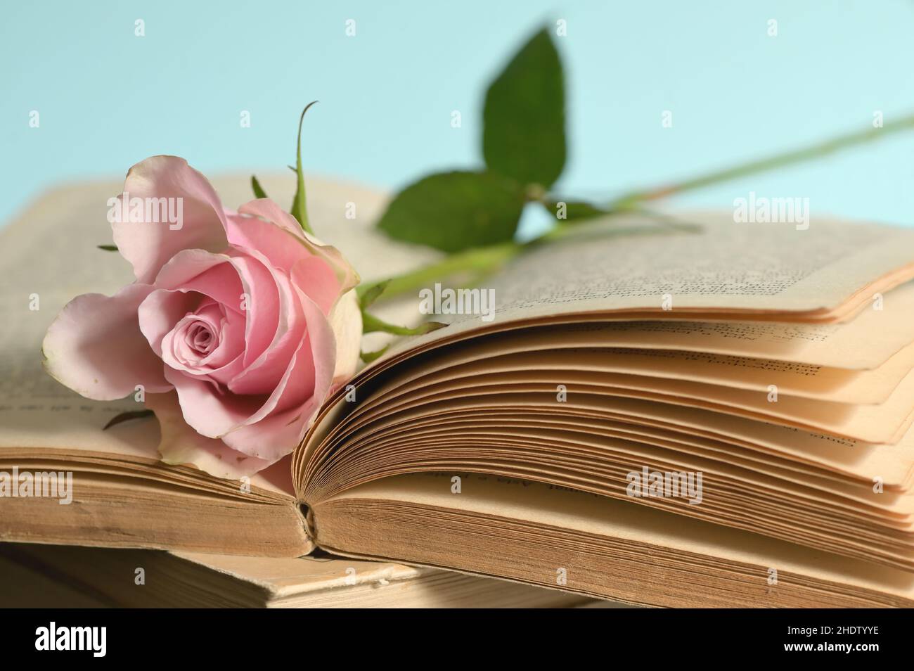 Rose and book hi-res stock photography and images - Alamy