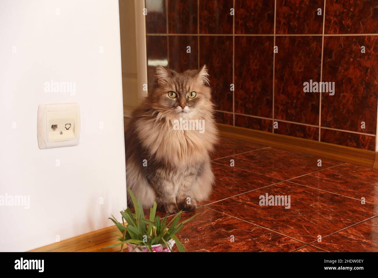 Angora cat Stock Photo