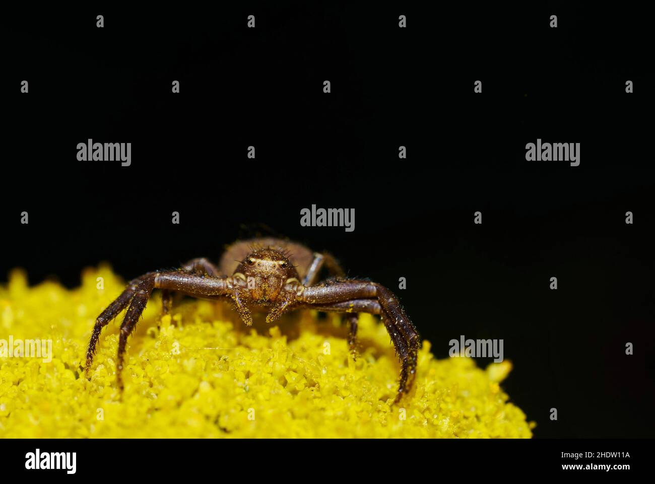 spider, rabbit hutch spider, spiders, steatoda bipunctata Stock Photo