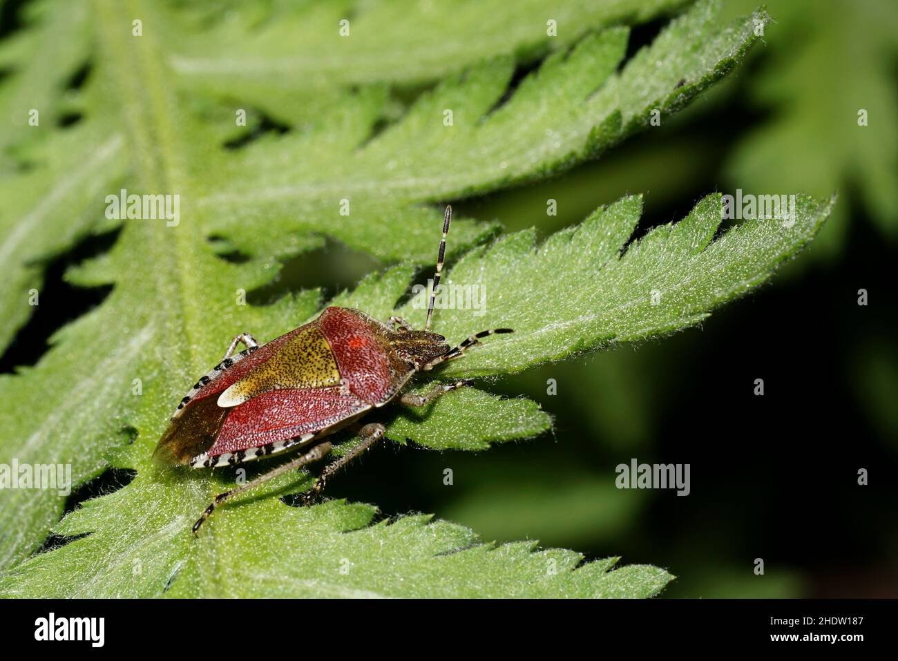 berry bug Stock Photo