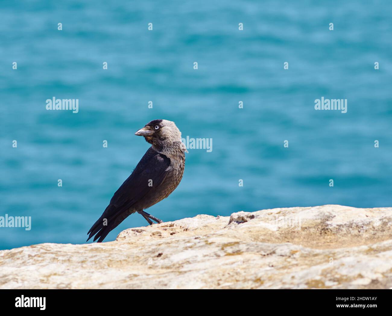 jackdaw, corvus monedula, jackdaws Stock Photo Alamy