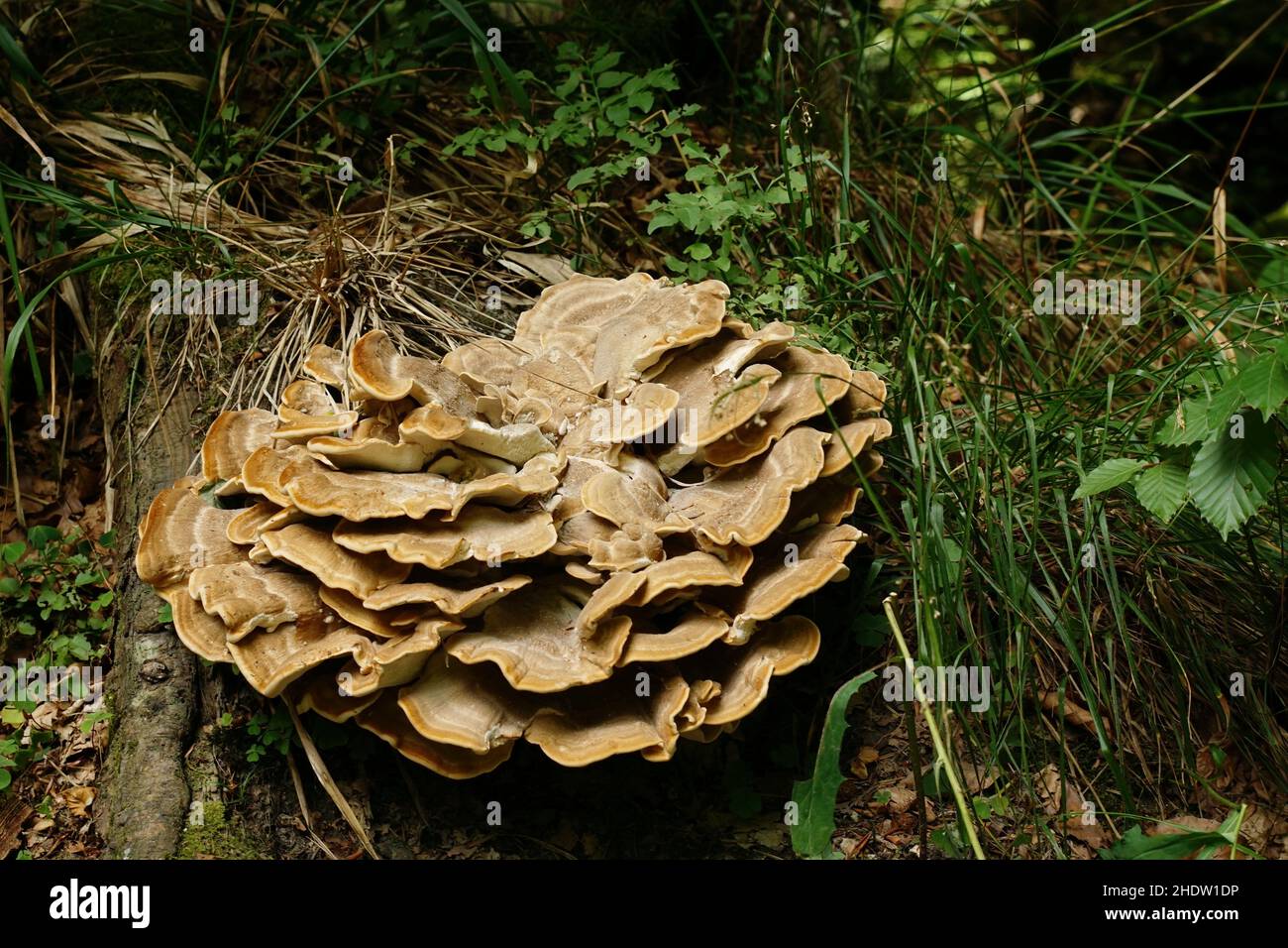 tree fungus Stock Photo