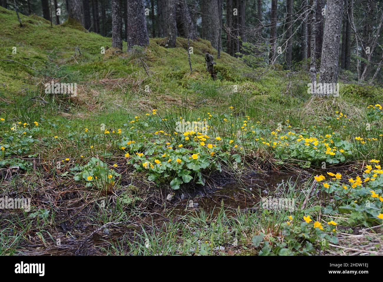 This Triangular Stemmed Marsh Plant Will Shock You - slw7ne0