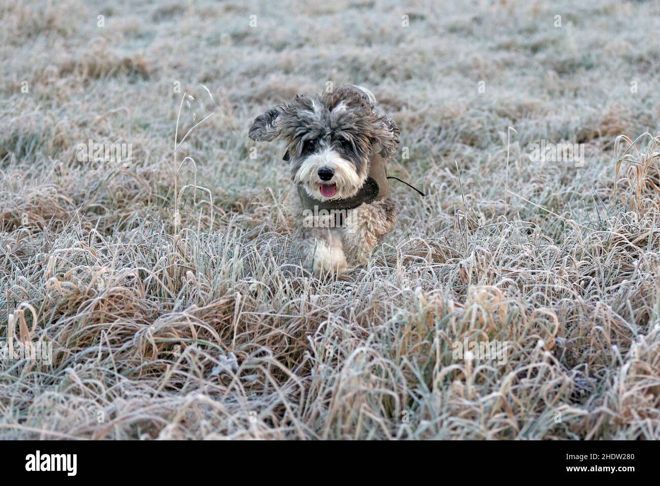 Peterborough, UK. 06th Jan, 2022. Cookie the cockapoo dog out for a run ...