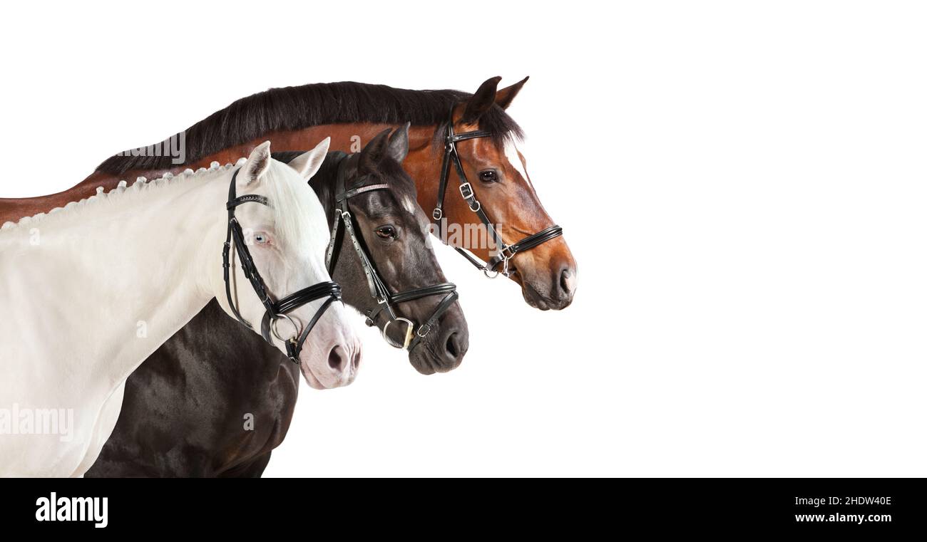 horses, halter, horse breed, horse, halters, horse breeds Stock Photo