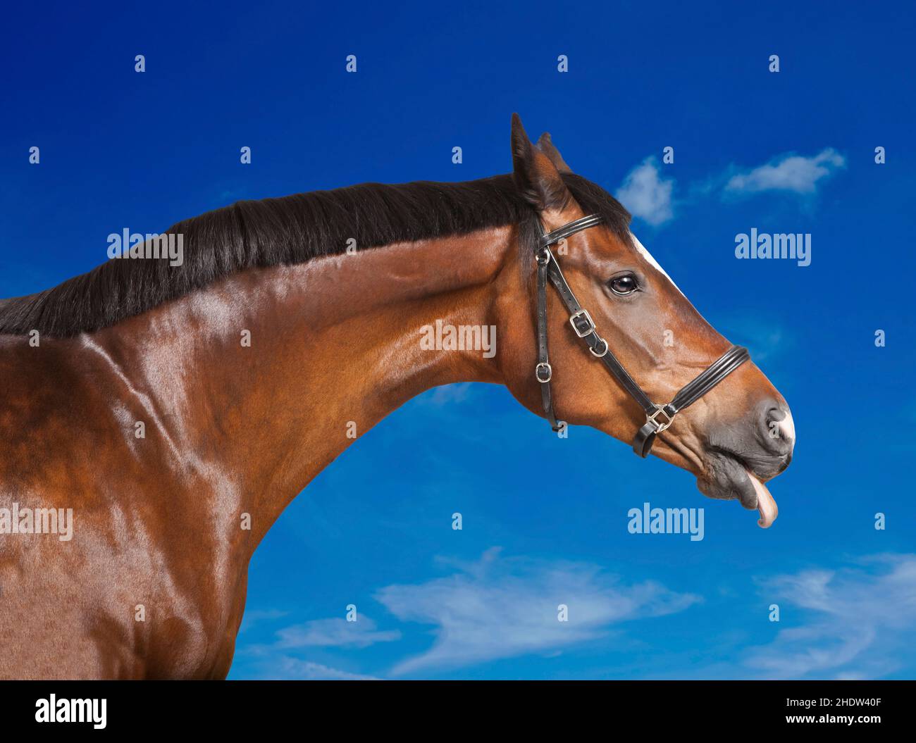 humor & bizarre, horse, sticking out tongue, humor and bizarre, horses