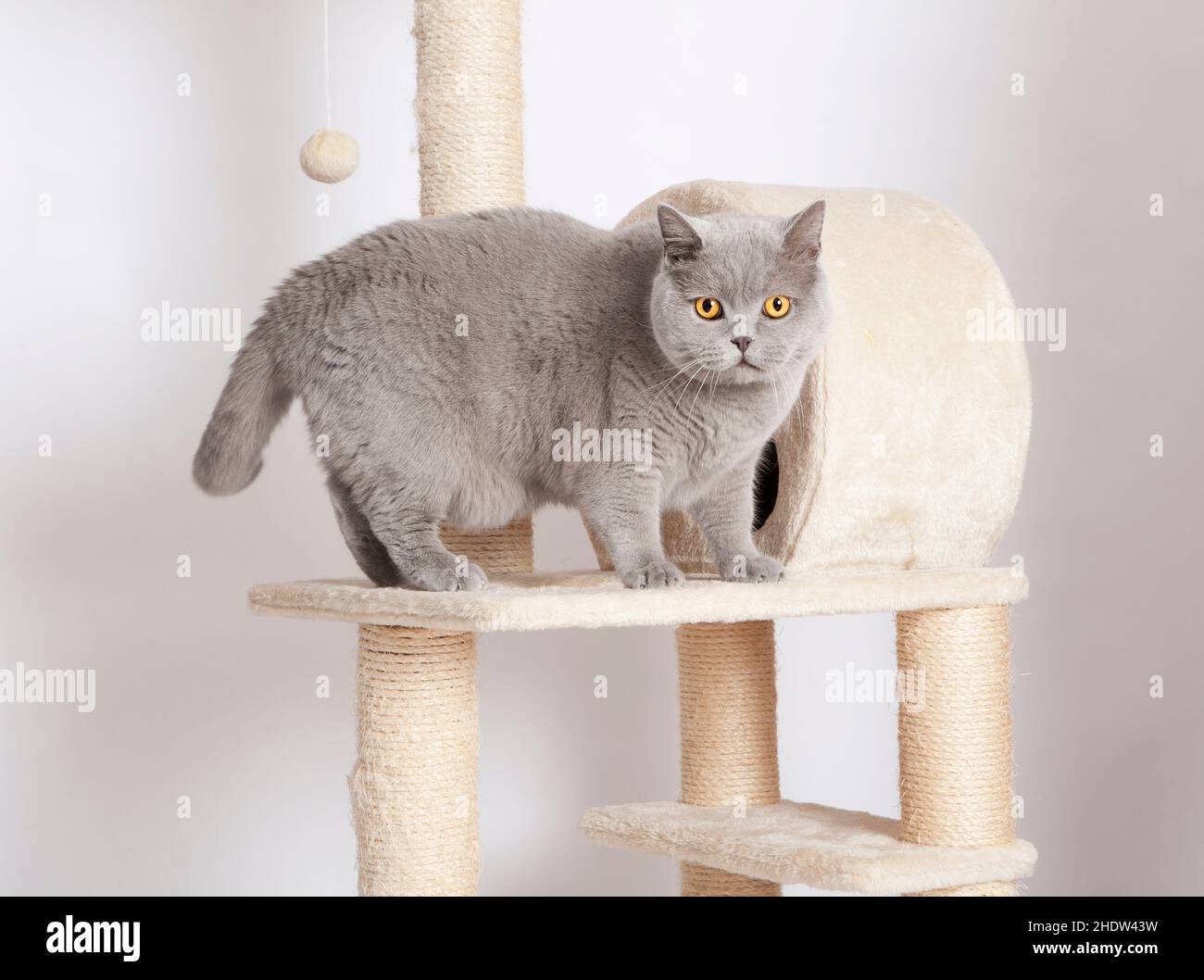 cat, british shorthair, scratching post, cats Stock Photo Alamy