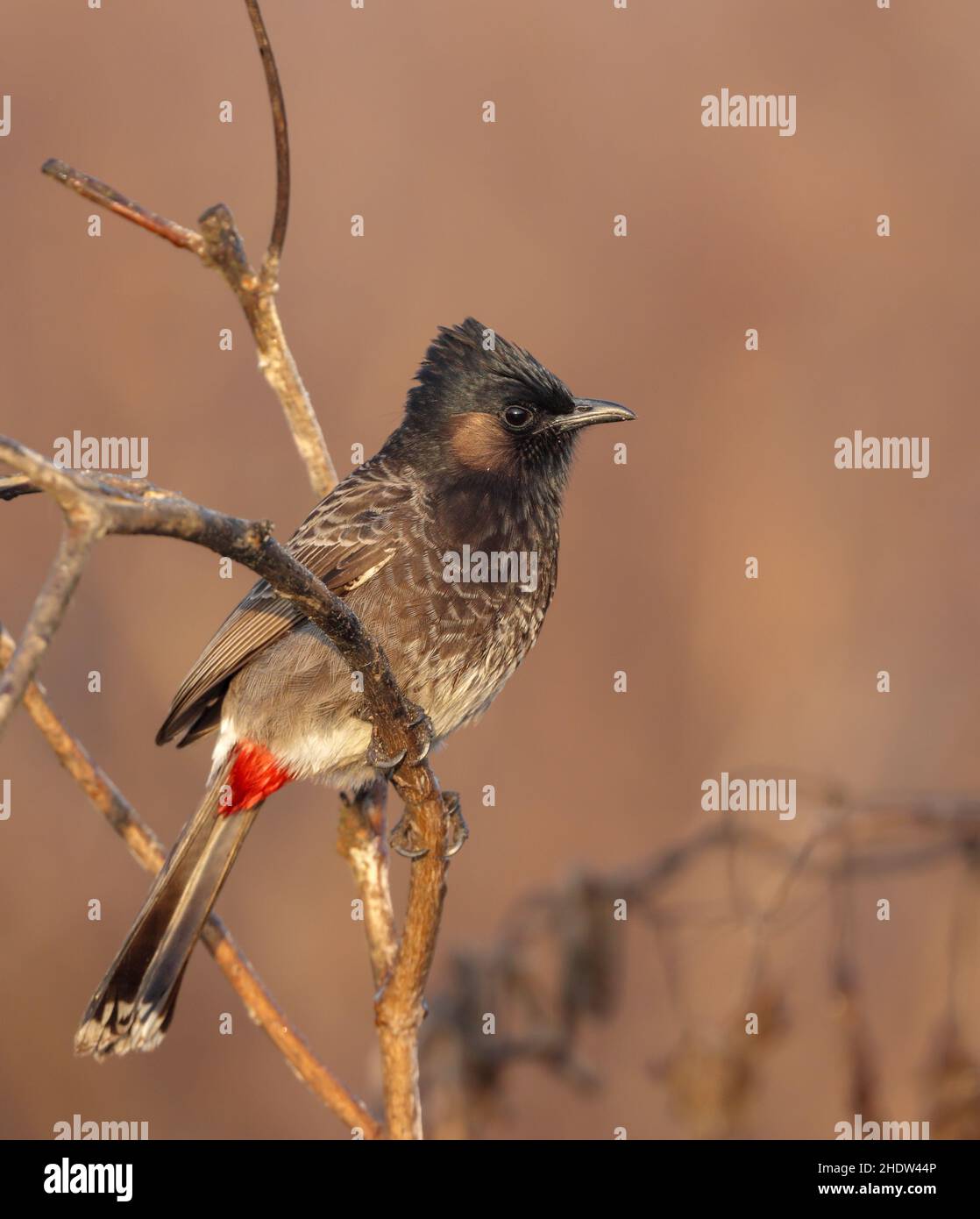 The red-vented bulbul is a member of the bulbul family of passerines. It is a resident breeder across the Indian subcontinent, including Sudan extendi Stock Photo