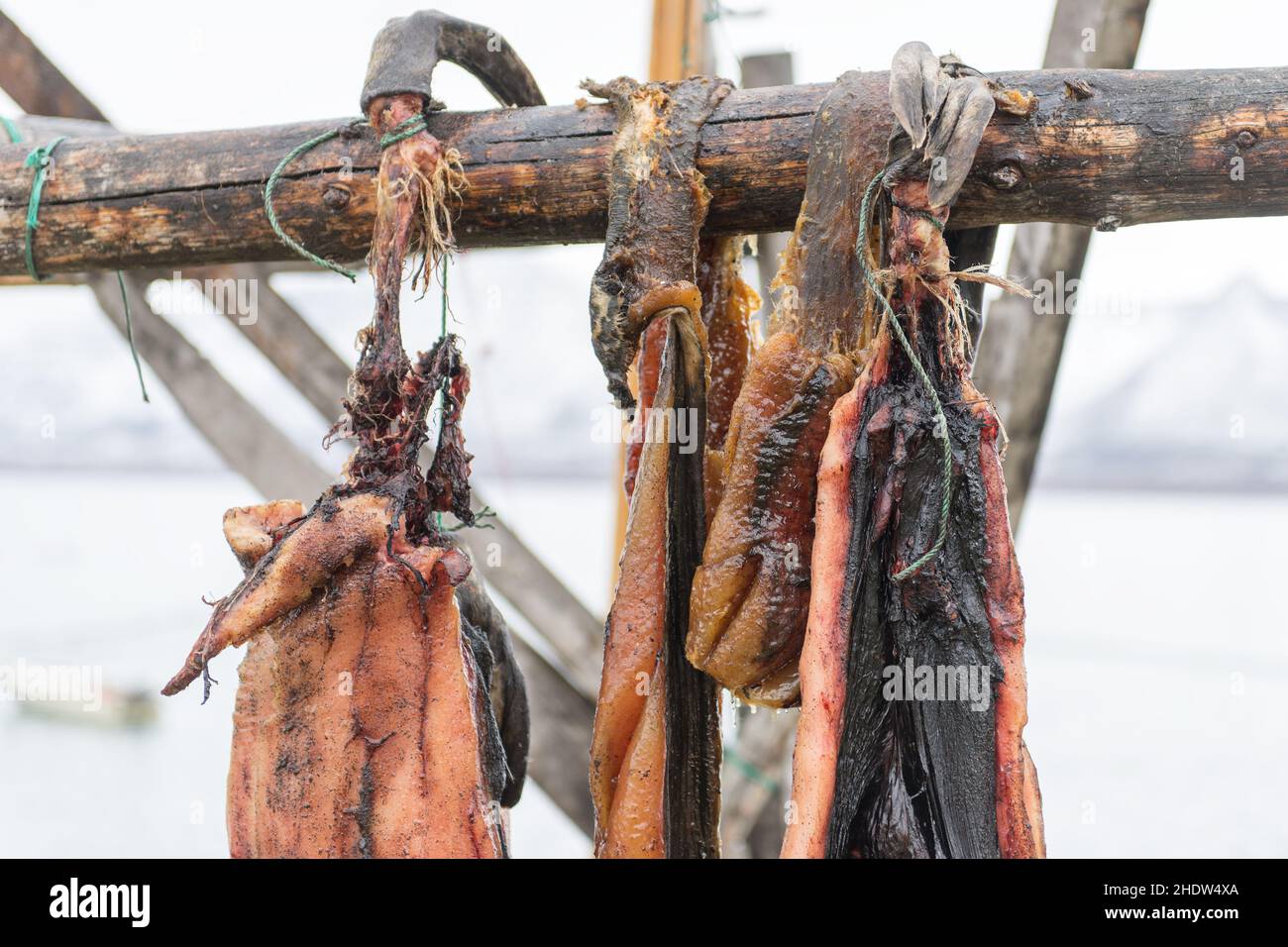 meat, seal hunting, seal meat, meats Stock Photo Alamy