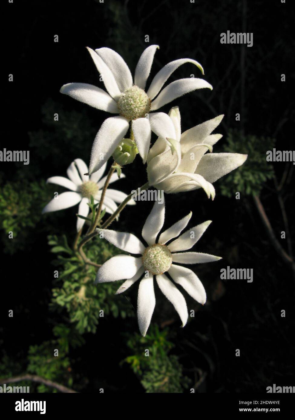 flower, flannel flower, flowers, actinotus helianthi Stock Photo