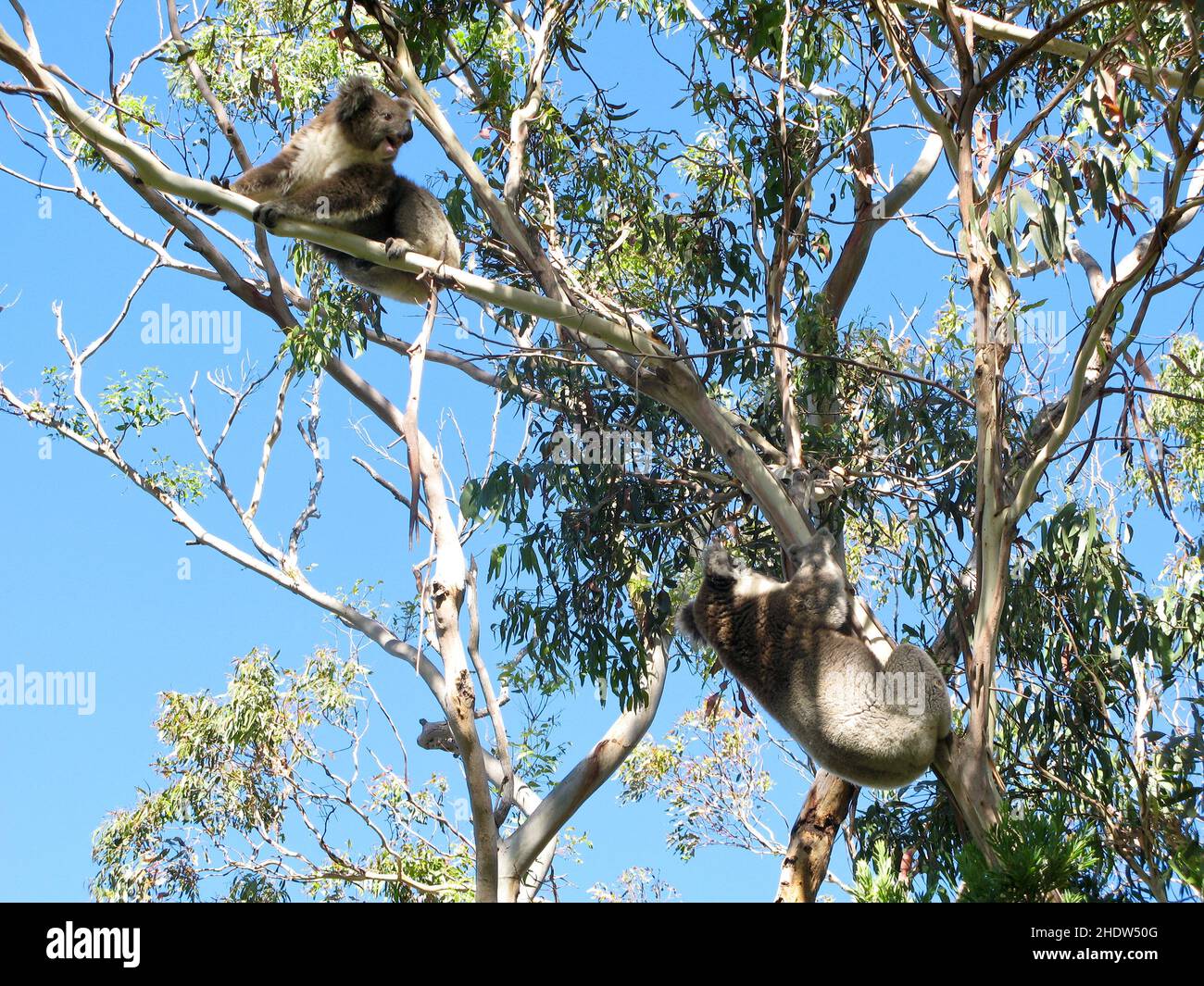 Climbing koala hi-res stock photography and images - Alamy