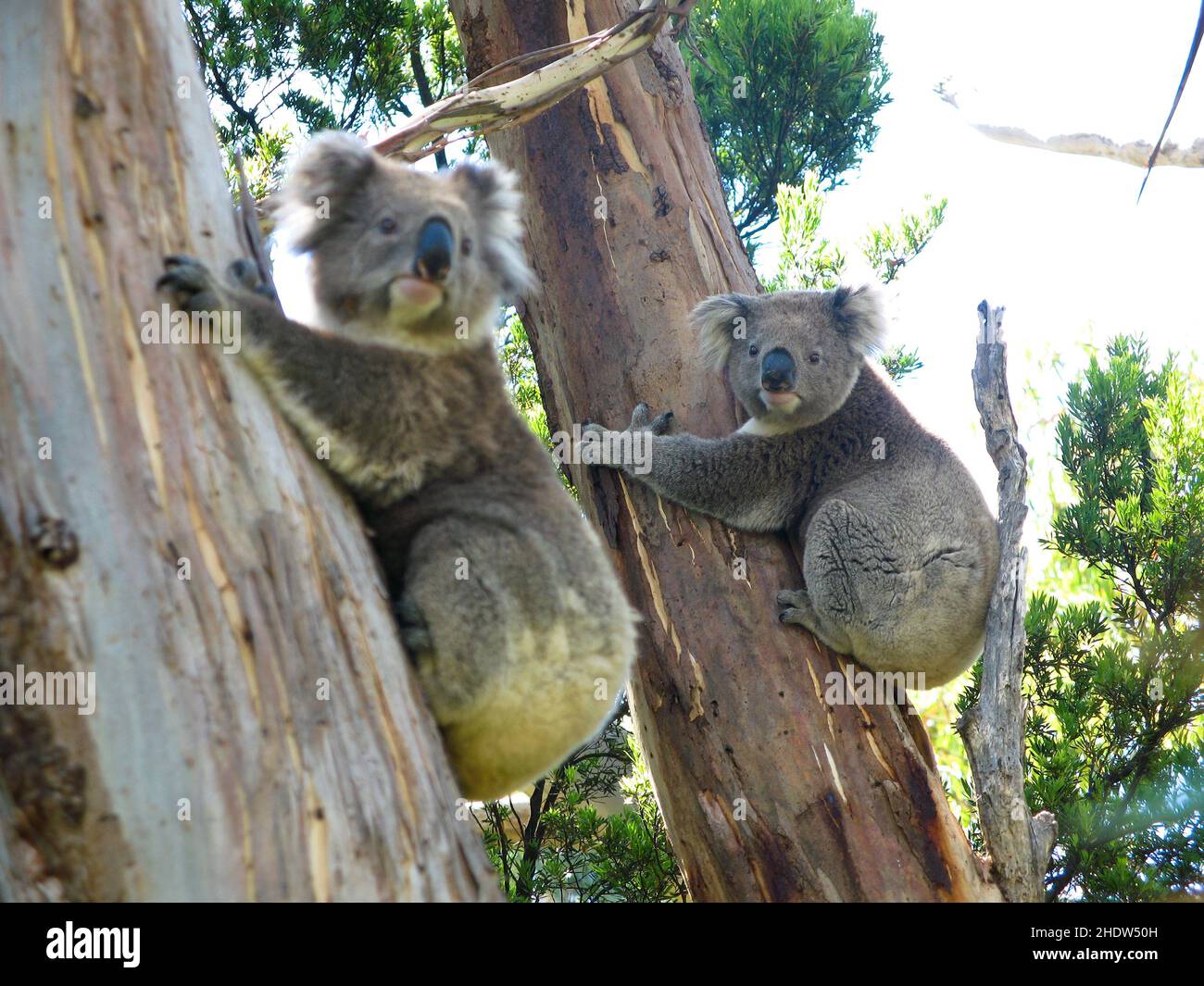 Koala two animals hi-res stock photography and images - Alamy