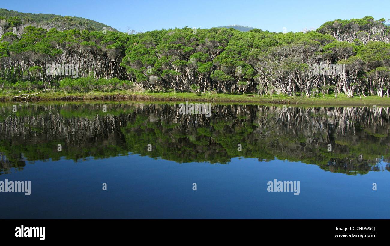 victoria, eucalypt forest, victorias Stock Photo Alamy
