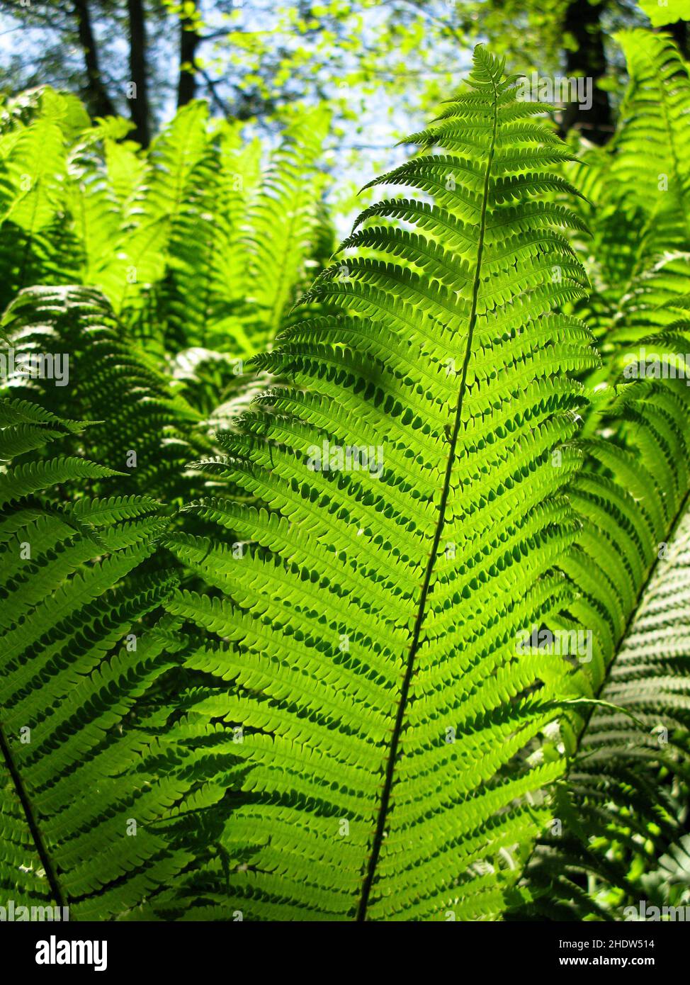Sun on ferns hi-res stock photography and images - Alamy