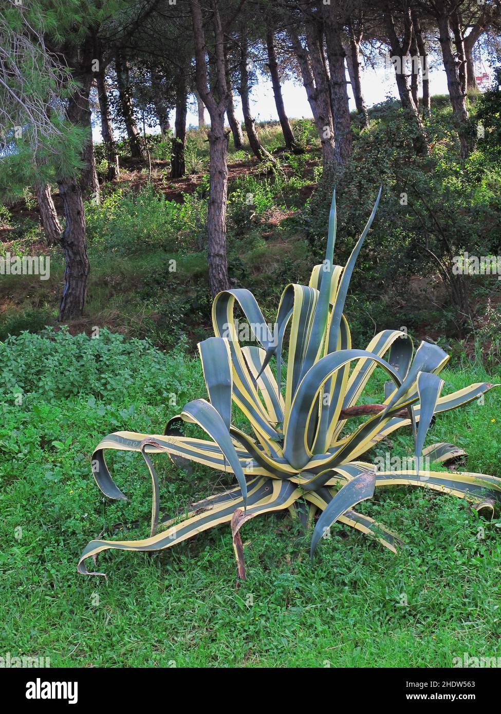 monstera monkey leaf variegata RARE Variegated Monstera Adansonii Mottled Tropical House Plant Aroid