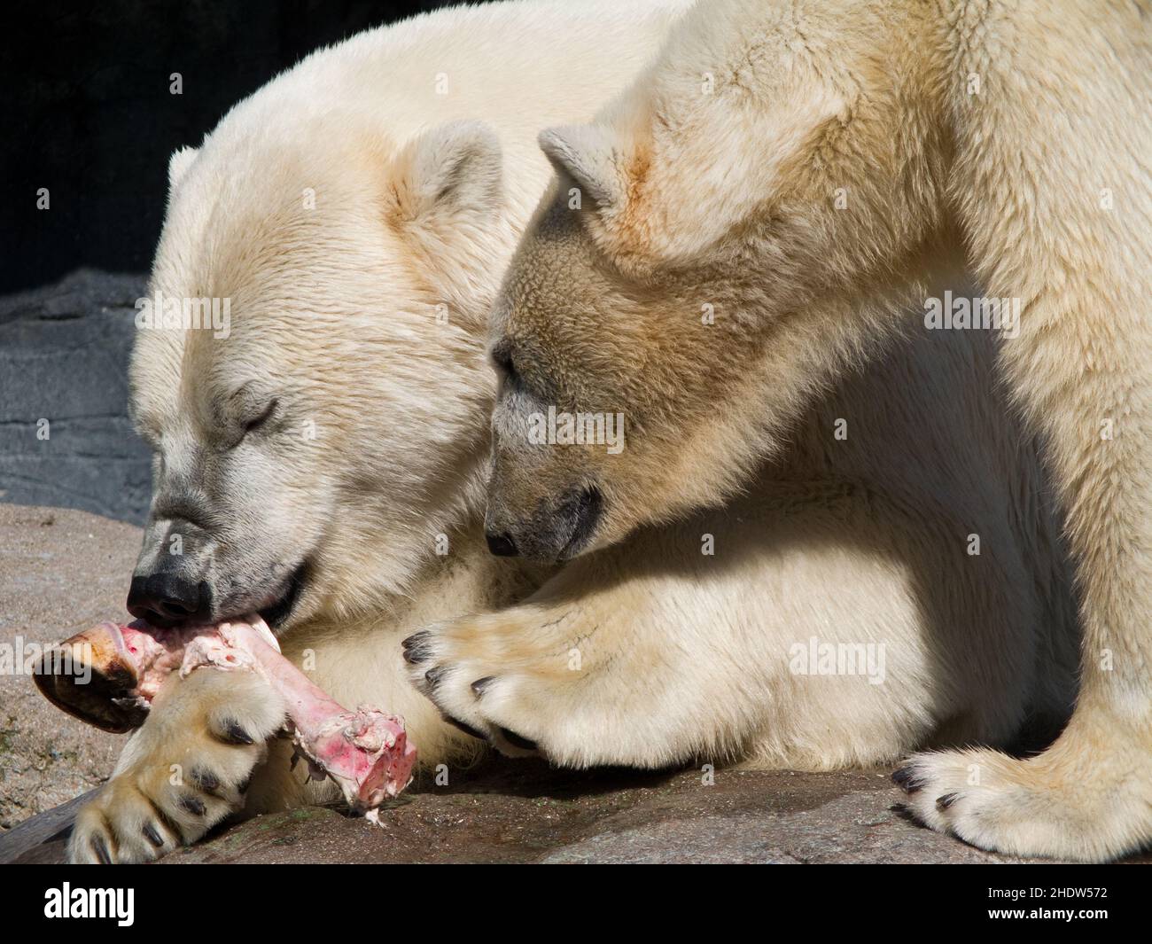 nutrition & eating, polar bear, nutrition & ingestion, polar bears