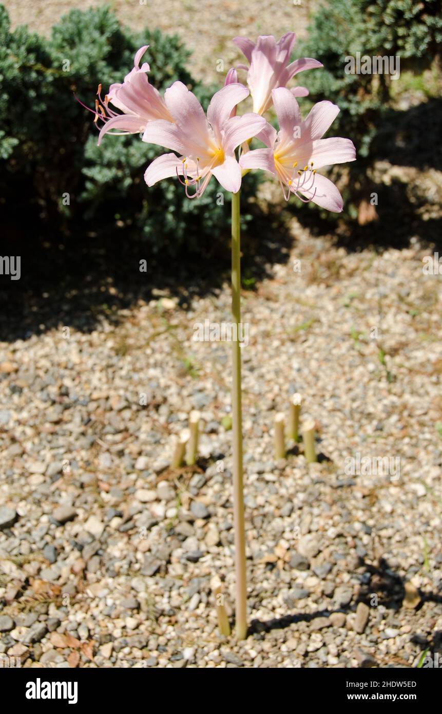 lily family, lily families Stock Photo Alamy