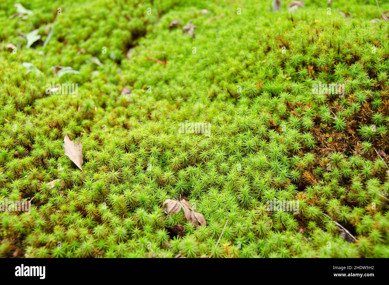 ground cover, moss, ground covers, mosses Stock Photo Alamy