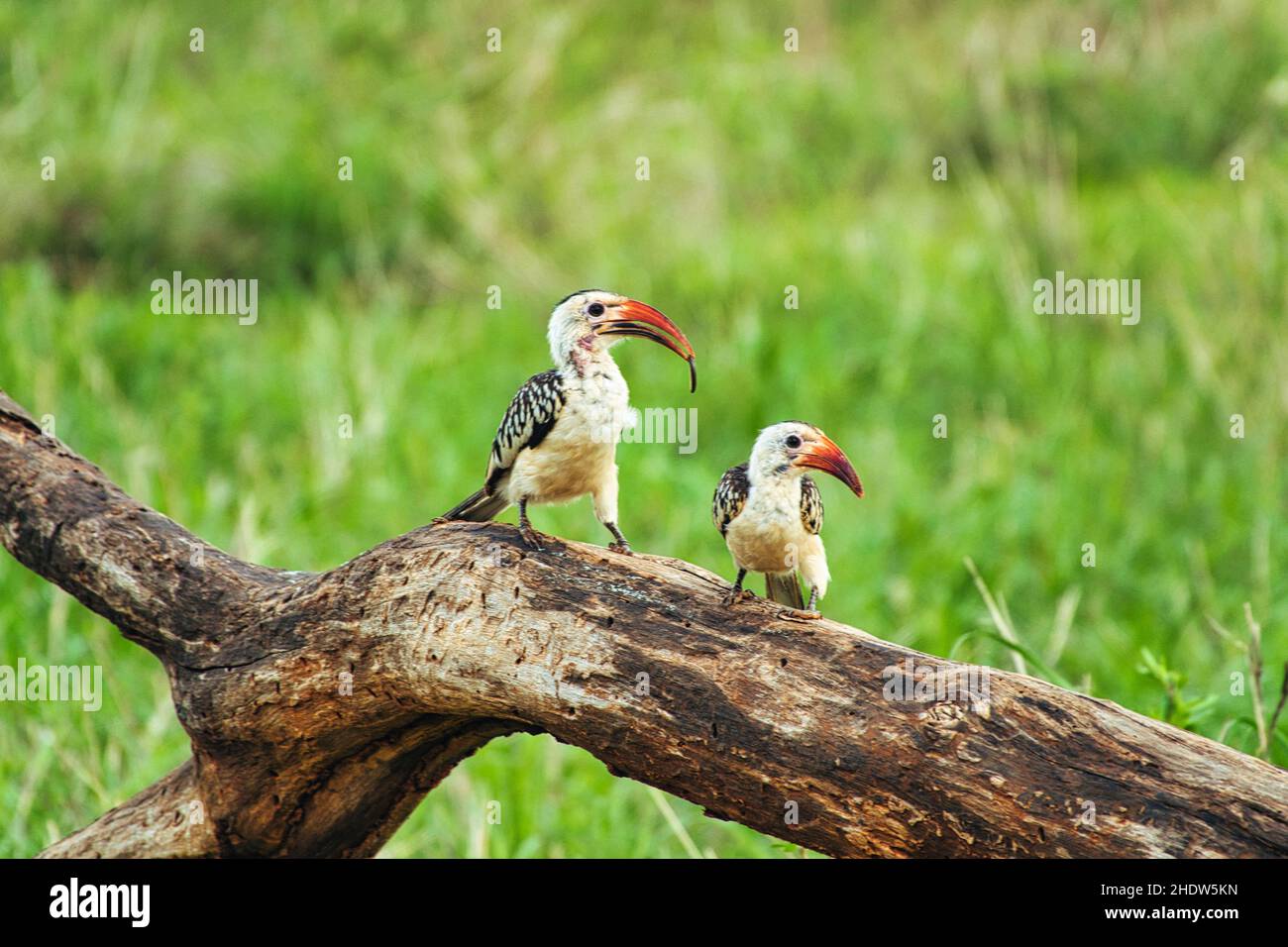 Vögel im Nationalpark Tsavo Ost, Tsavo West und Amboseli in Kenia Stock Photo