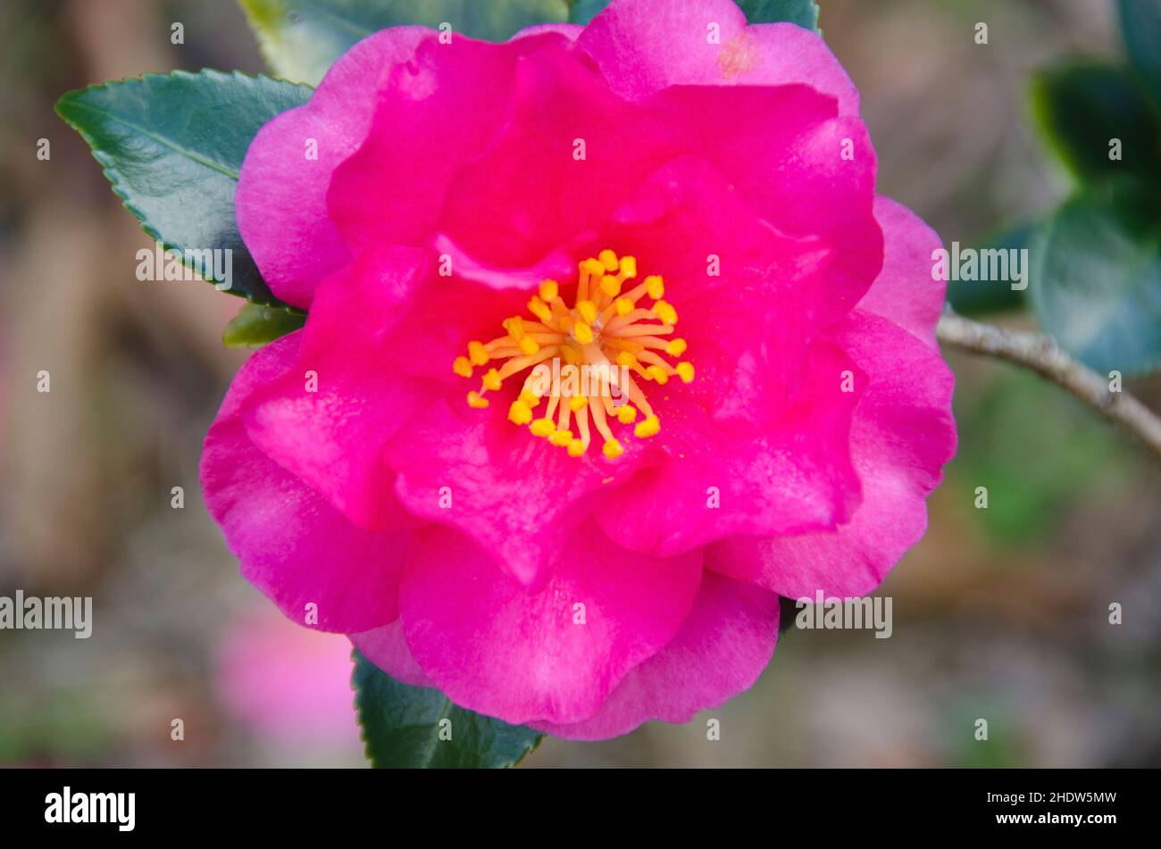 camellias bloom, camellias blooms Stock Photo Alamy