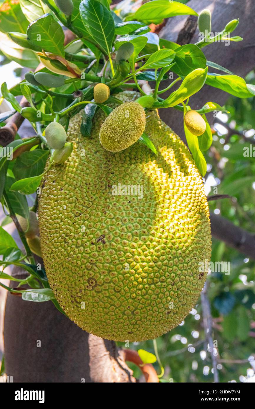 ripening Jackfruits on a Tree in the Nature Stock Photo