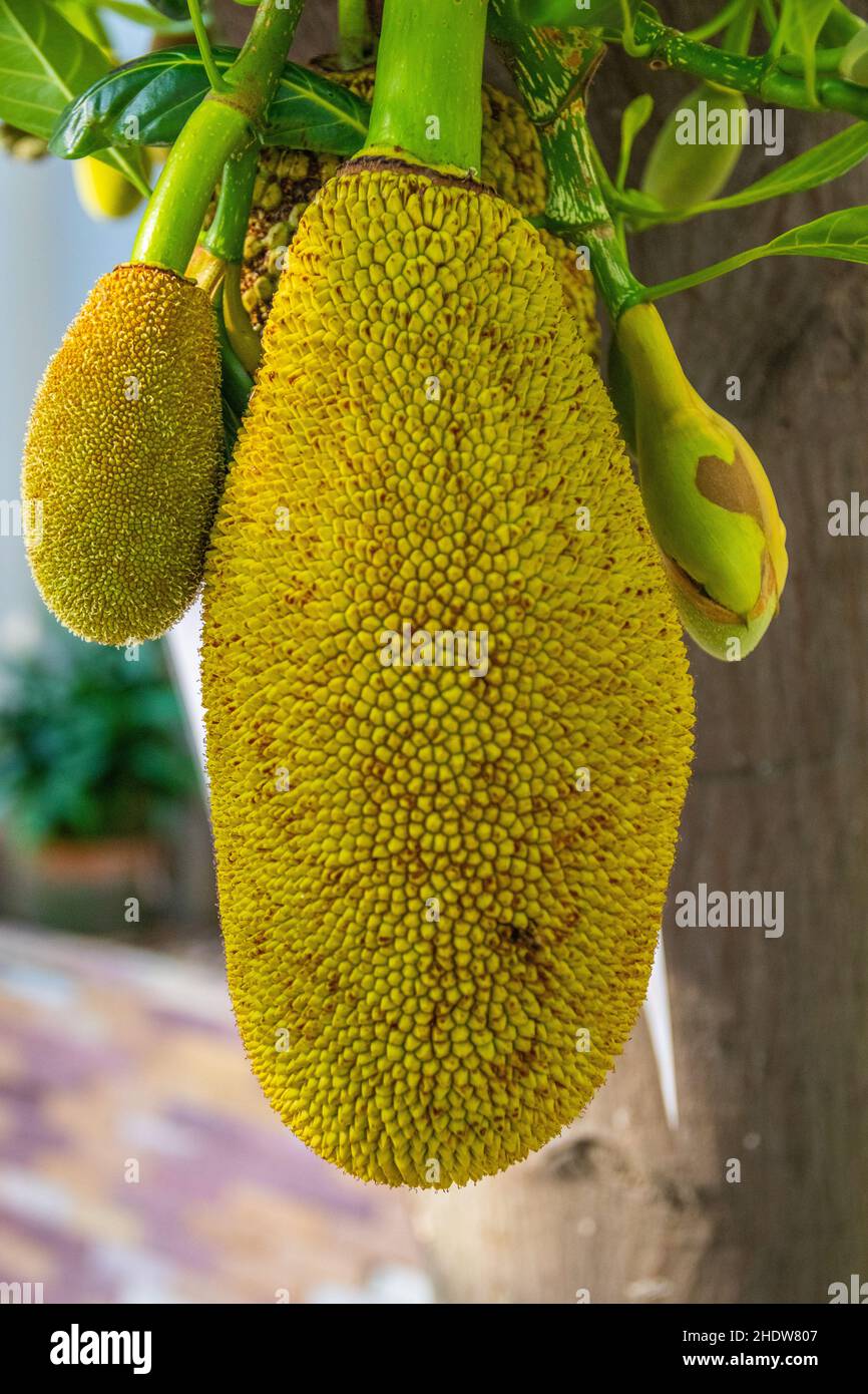 ripening Jackfruits on a Tree in the Nature Stock Photo