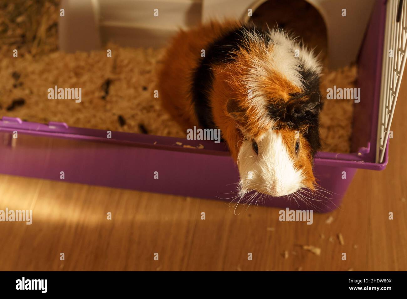 Curious Guinea Pig In Cage. Funny Hairy Guinea Pig Is Coming Out Of Wood Home In Cage. Stock Photo