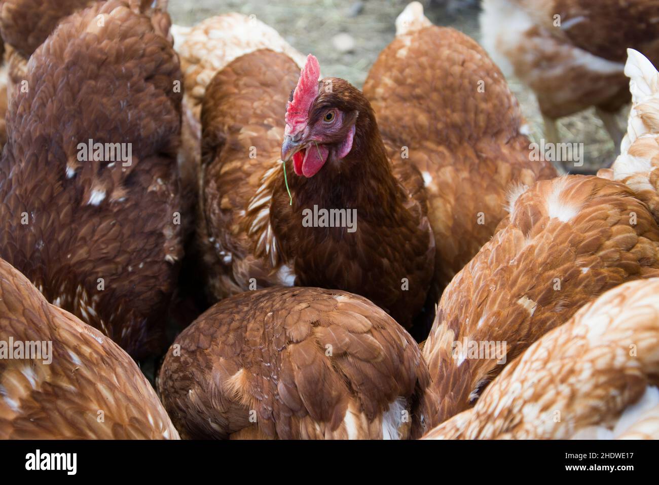 chicken, livestock breeding, free range, chickens, free ranges Stock