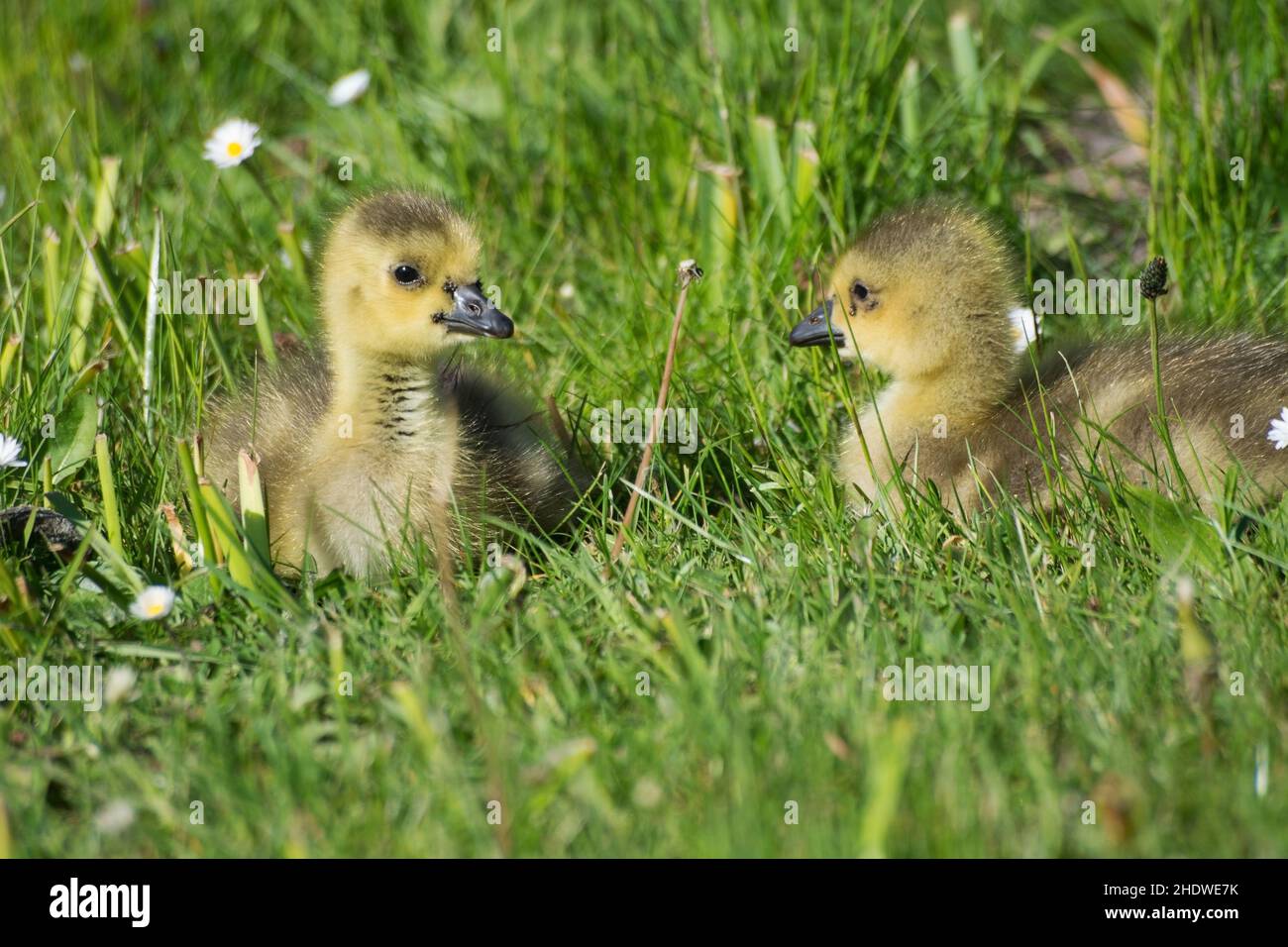 Greylag goose two gosling hi-res stock photography and images - Alamy