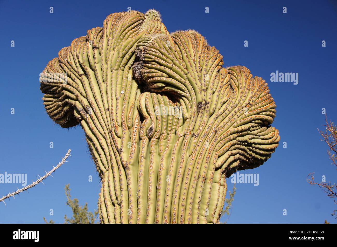 cacti, organ pipe cactus, cactis Stock Photo