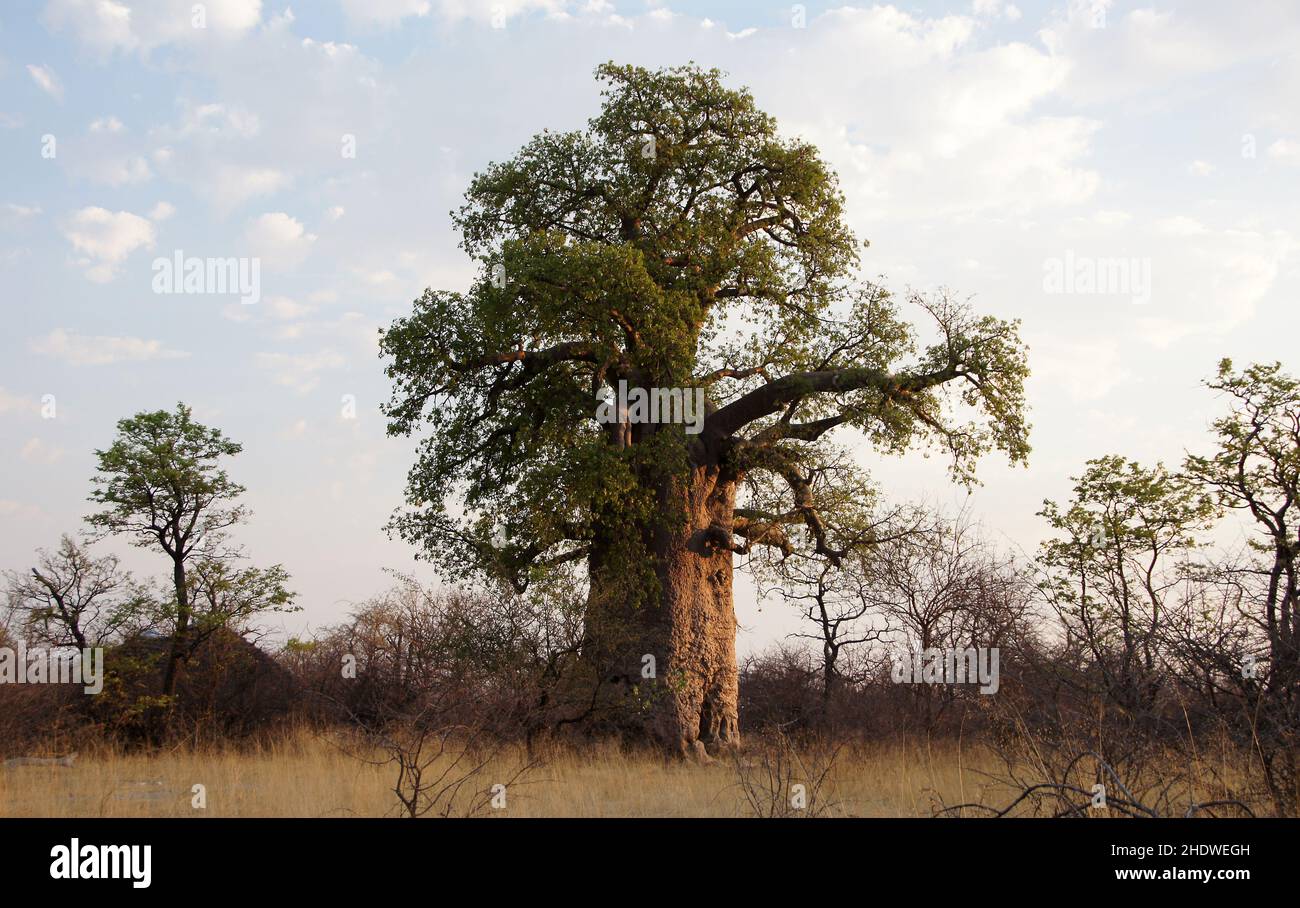 baobab tree, baobab trees Stock Photo - Alamy