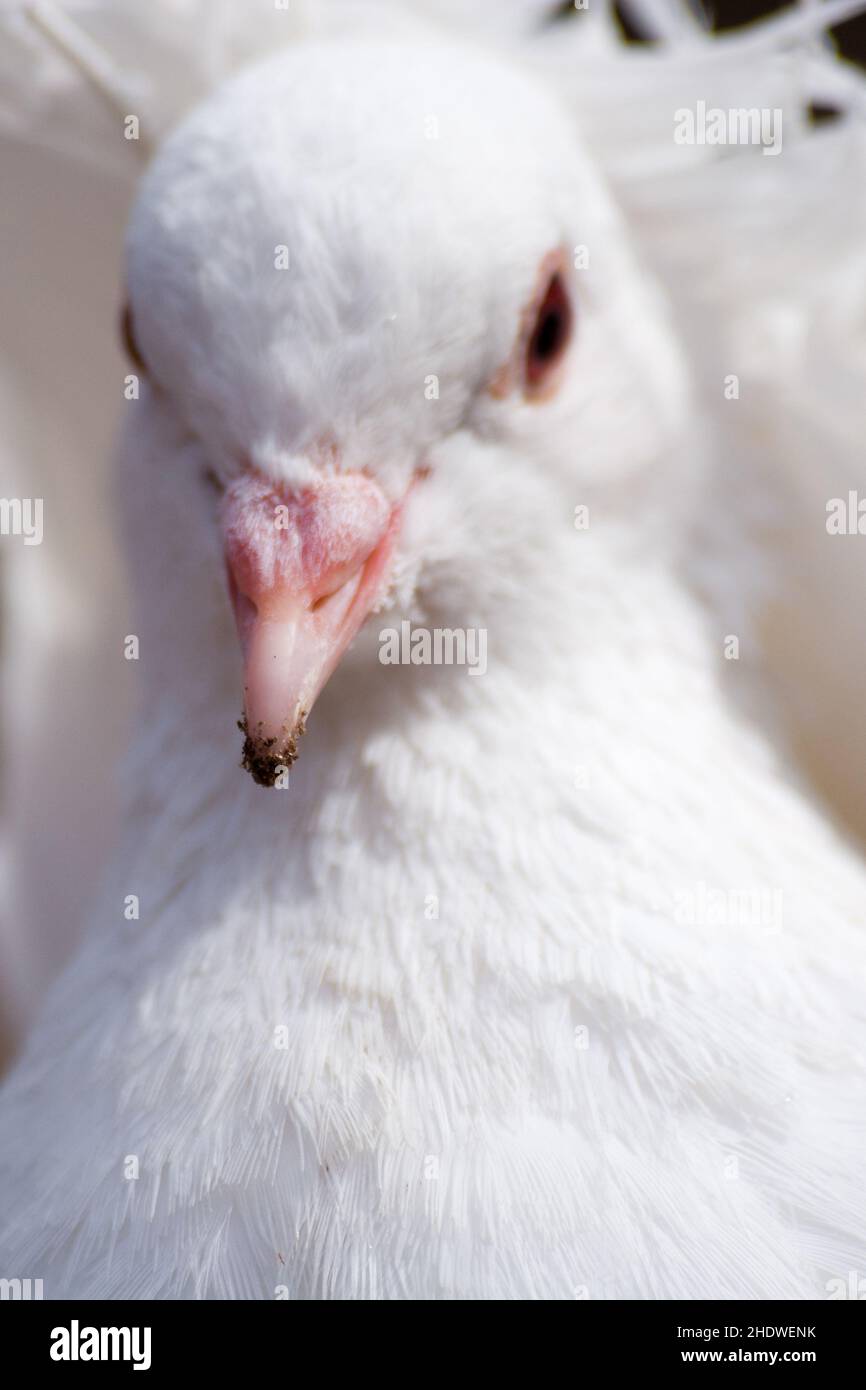 dove, white pigeon, doves Stock Photo Alamy
