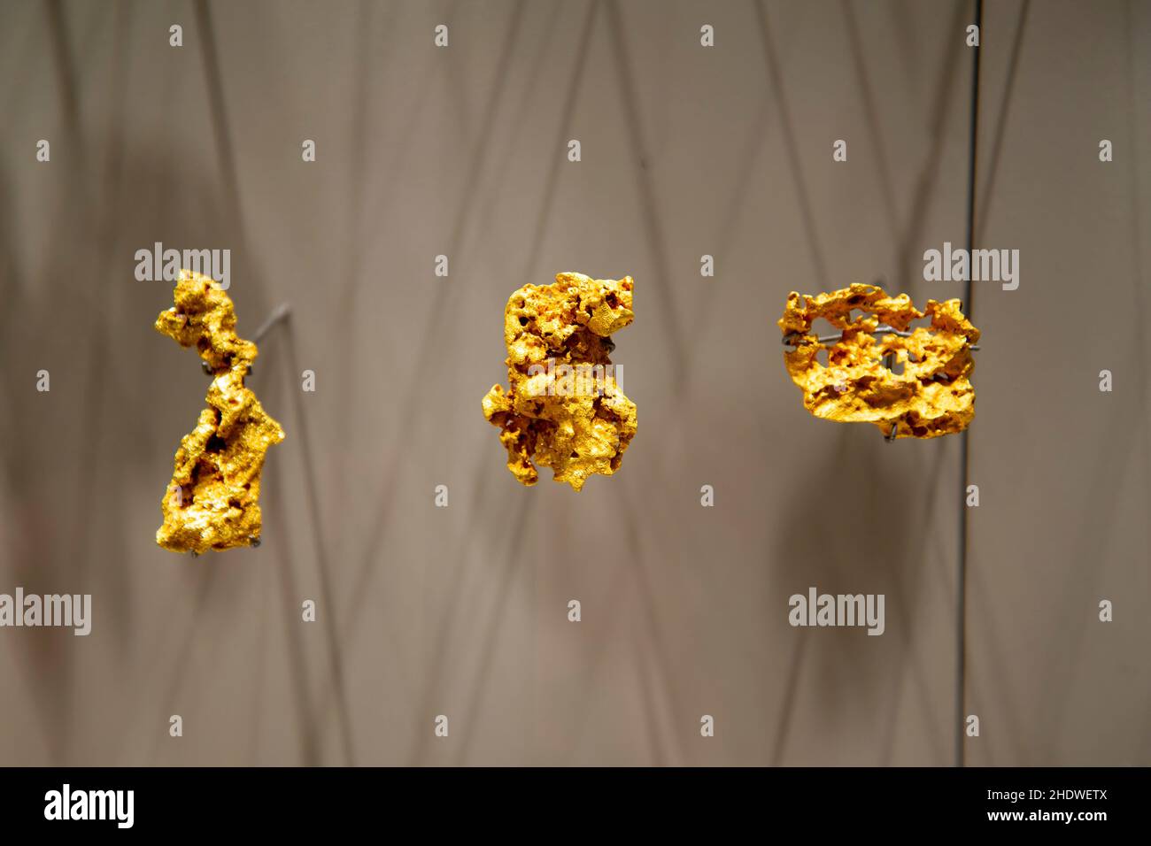 Genuine Gold Nuggets on Display Stock Photo