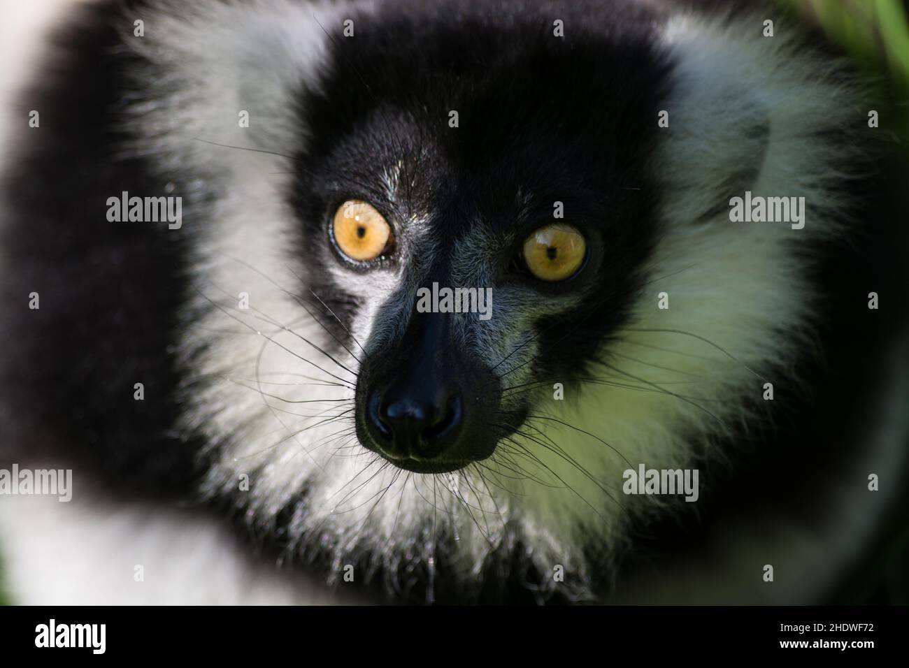 Black-and-white ruffed lemur Stock Photo