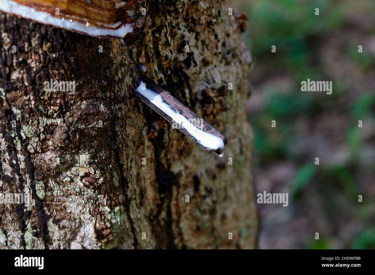 Rubber latex or Para rubber Stock Photo Alamy