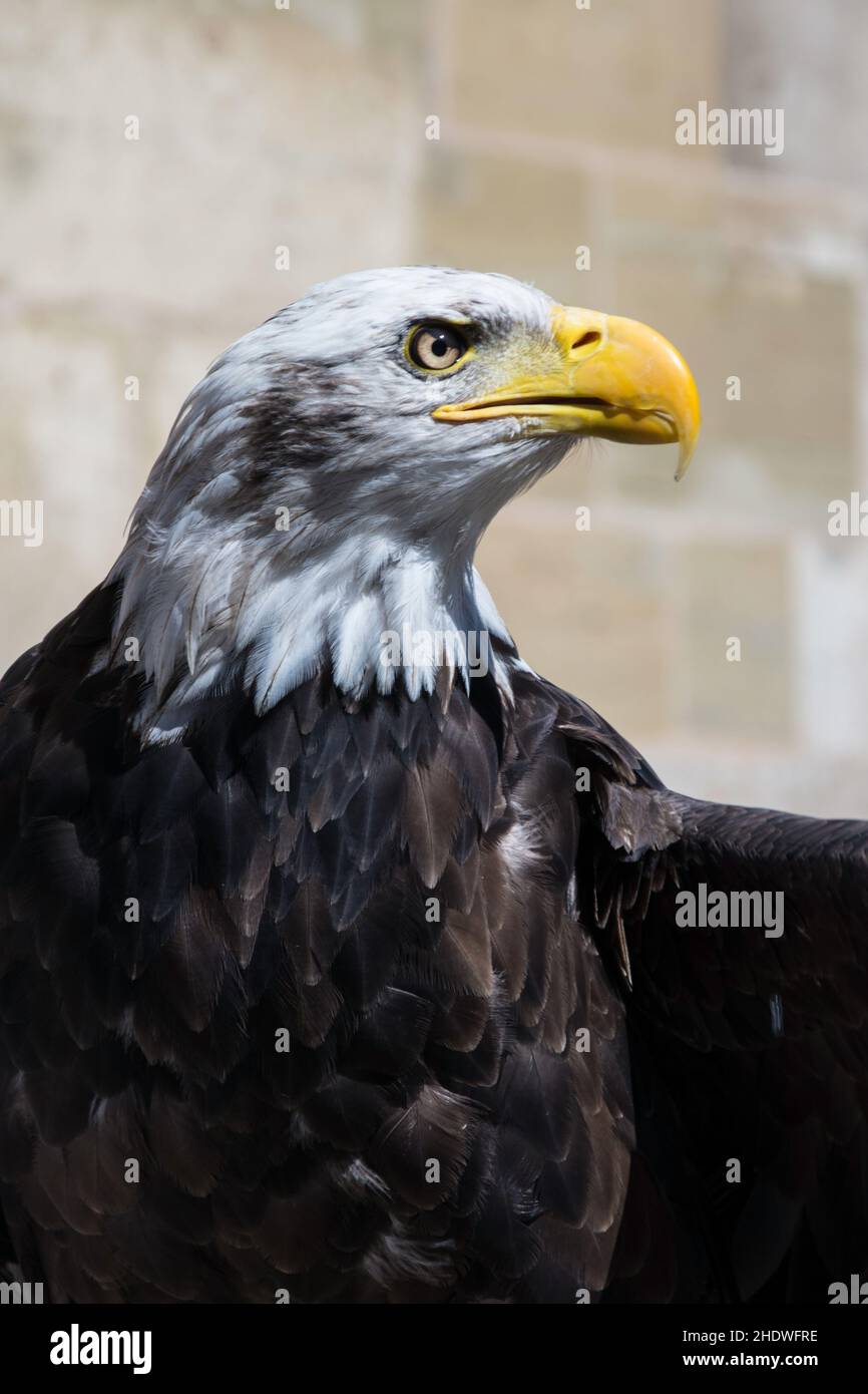 bald eagle, plumage, bald eagles, plumages Stock Photo - Alamy