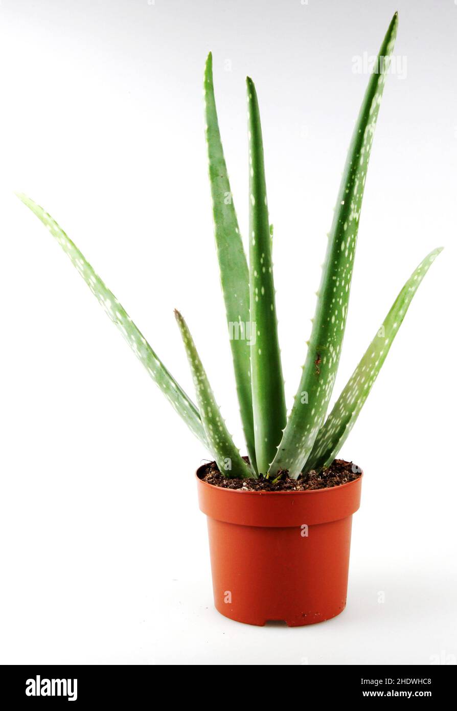 Aloe Vera Potted Plant Aloe Veras Potted Plants Stock Photo Alamy   Aloe Vera Potted Plant Aloe Veras Potted Plants 2HDWHC8 