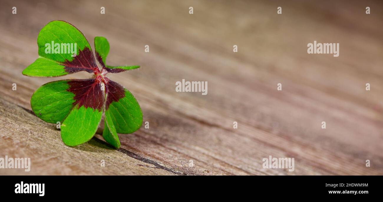 four leafed clover, cloverleaf, four-leafed clovers, cloverleafs Stock Photo