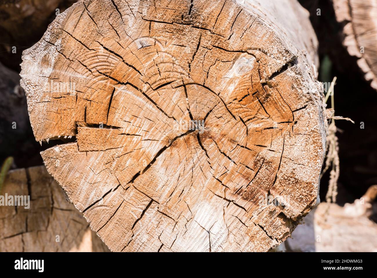 tree trunk, cracked, trunks, crackeds Stock Photo Alamy