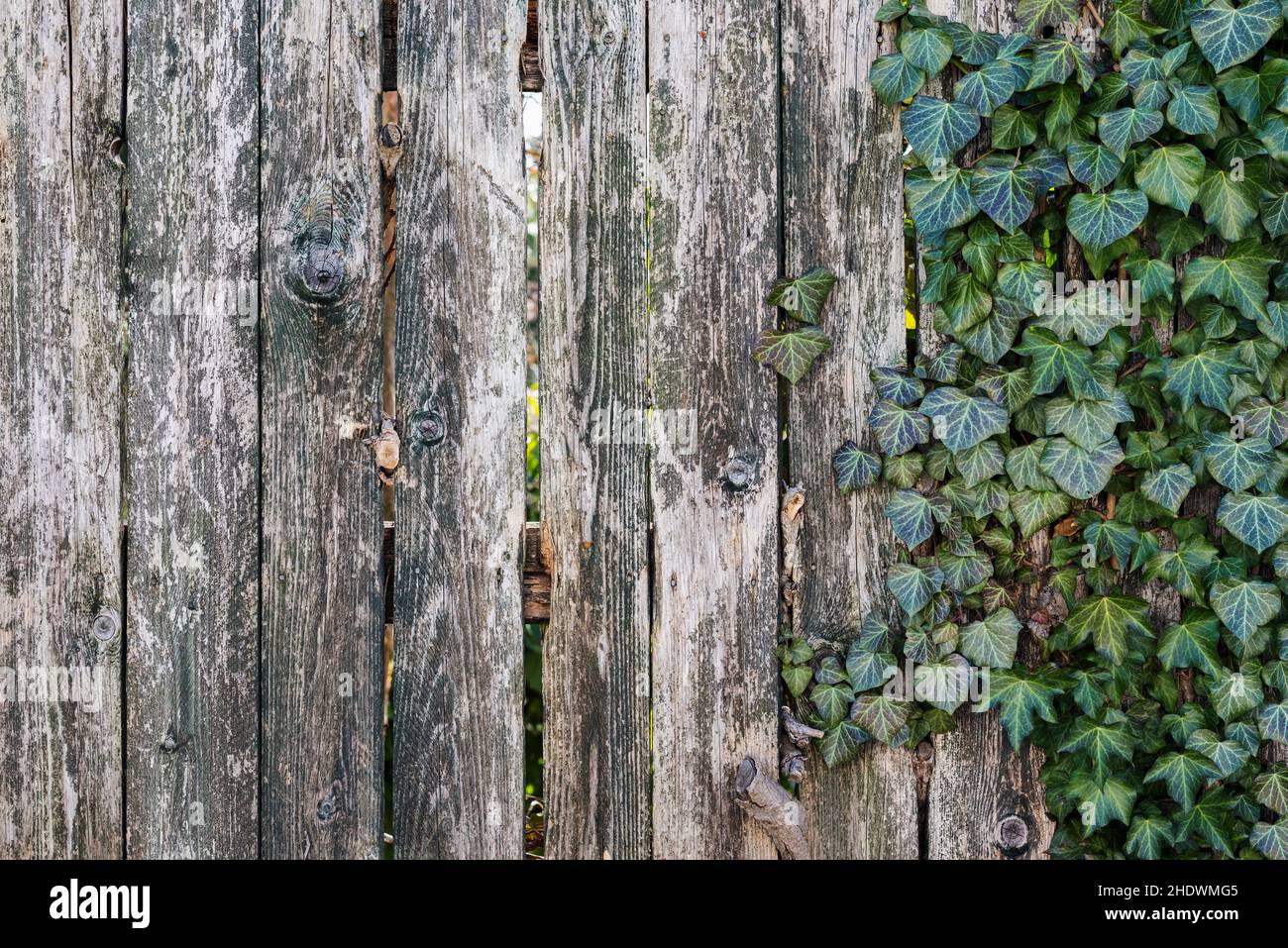 Ivy privacy fence hi-res stock photography and images - Alamy