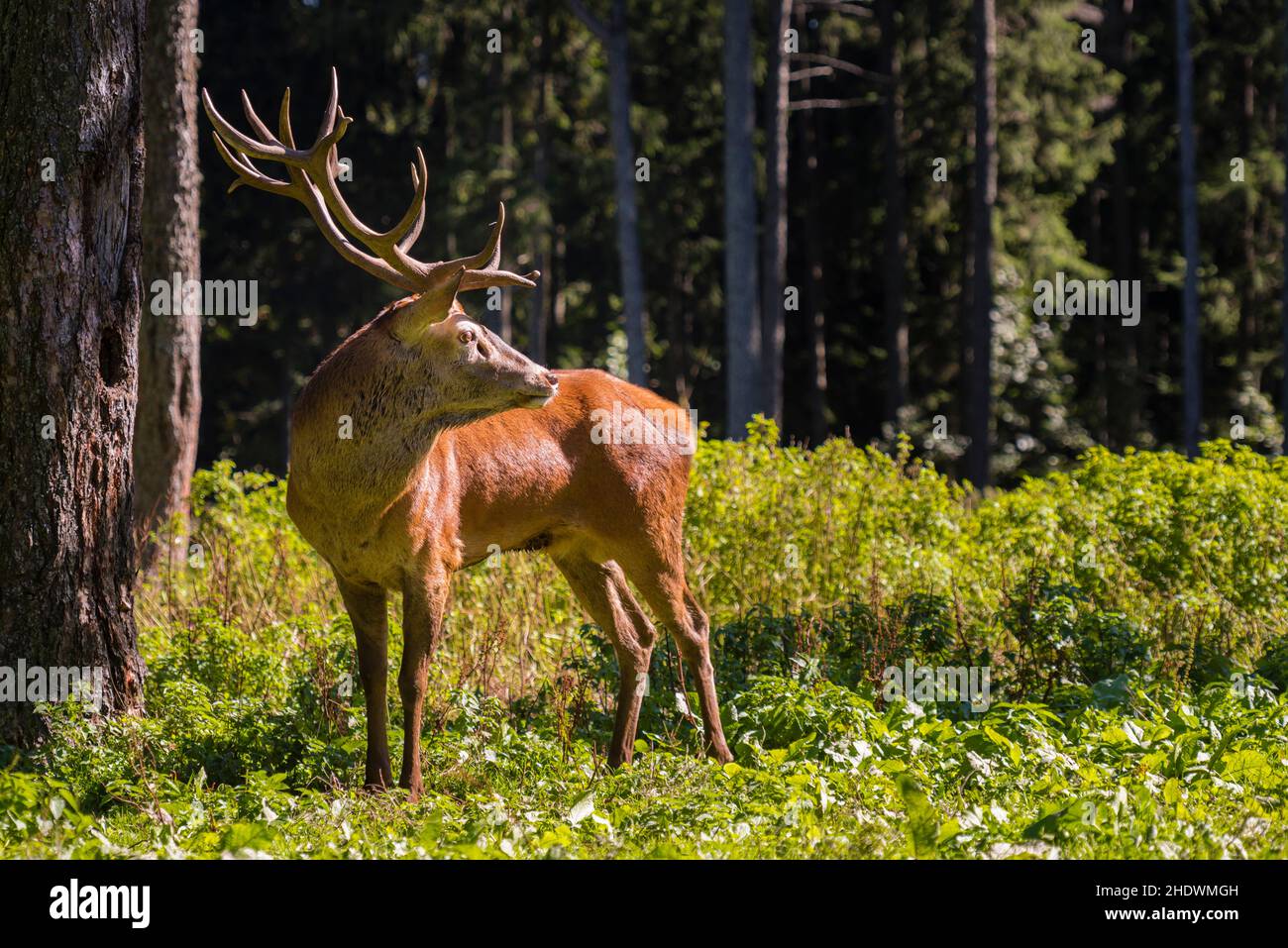 deer, deers, roe deer, stag Stock Photo - Alamy