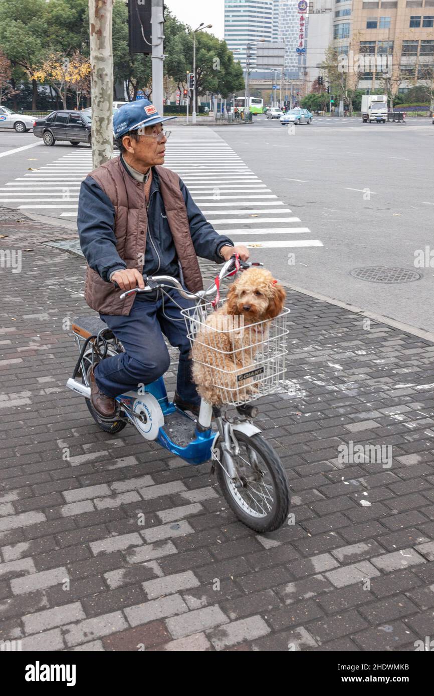 Motorcyclist walking his dog sitting in the front basket of his two-wheeler. Shanghai, China Stock Photo