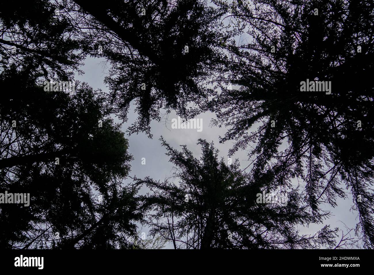 Black silhouettes leaves trees hi-res stock photography and images - Alamy