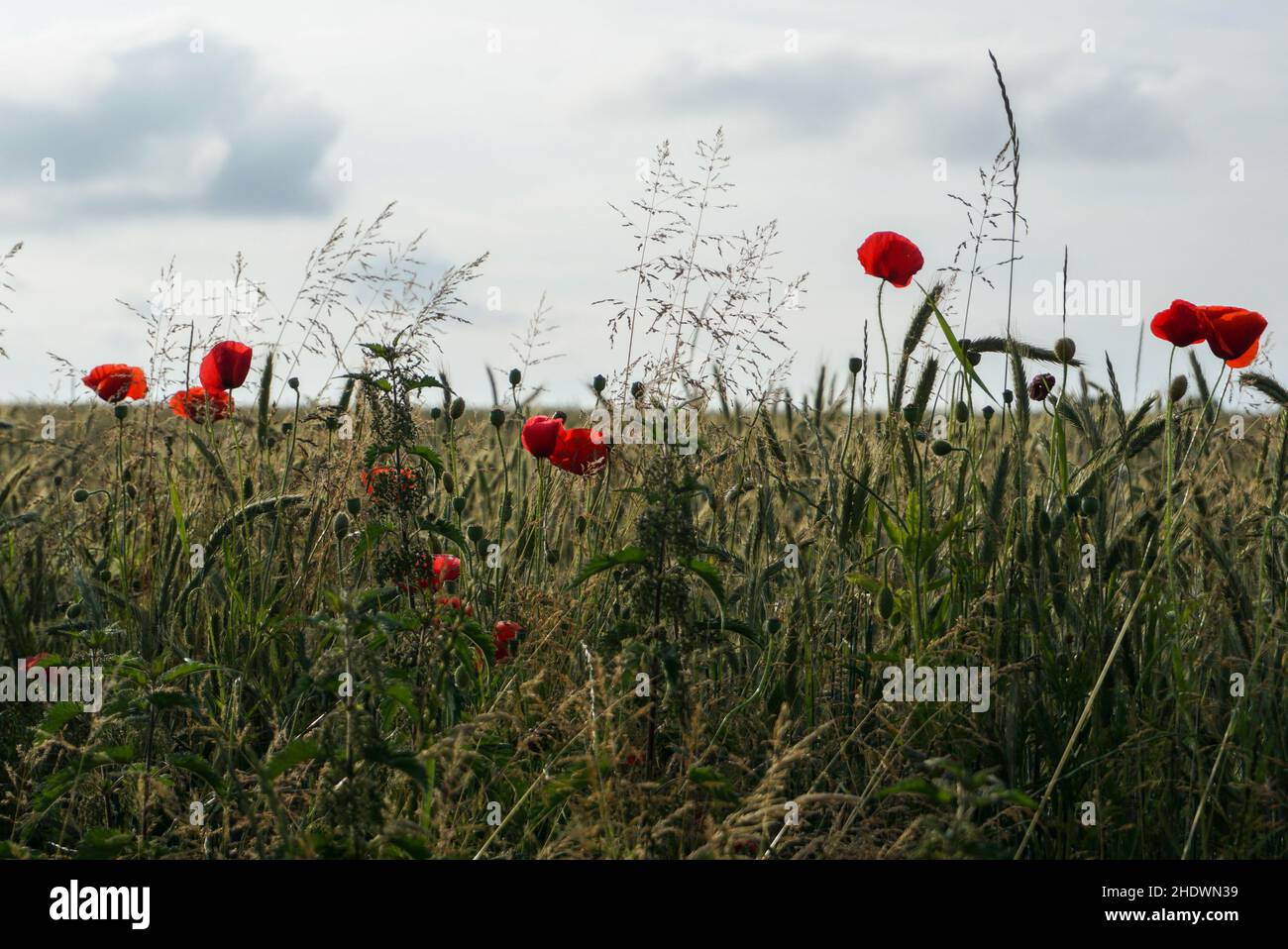 Beautiful view of red poppy flowers blooming in a field Stock Photo