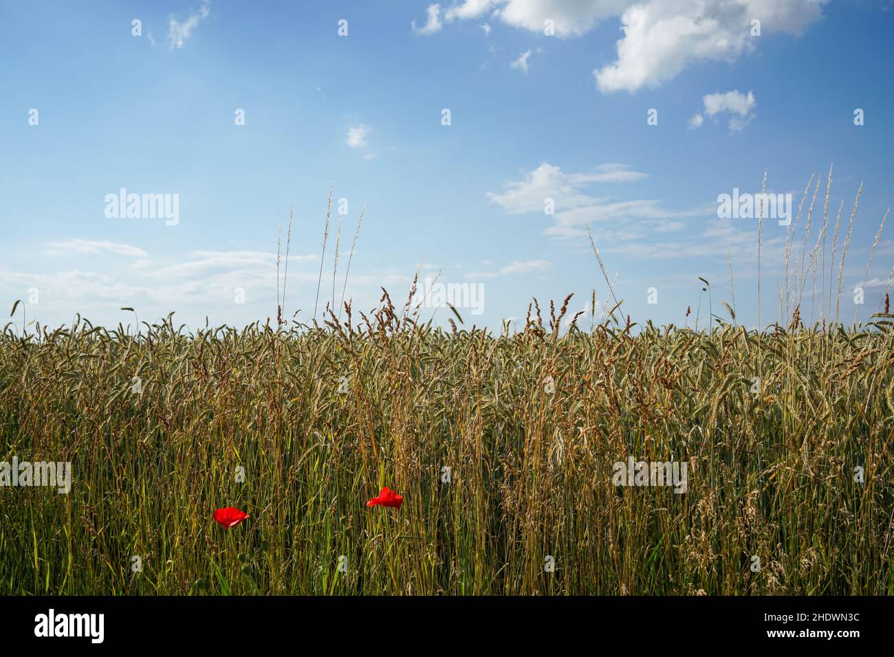 View of a wheat field with red poppy flowers on a sunny day Stock Photo