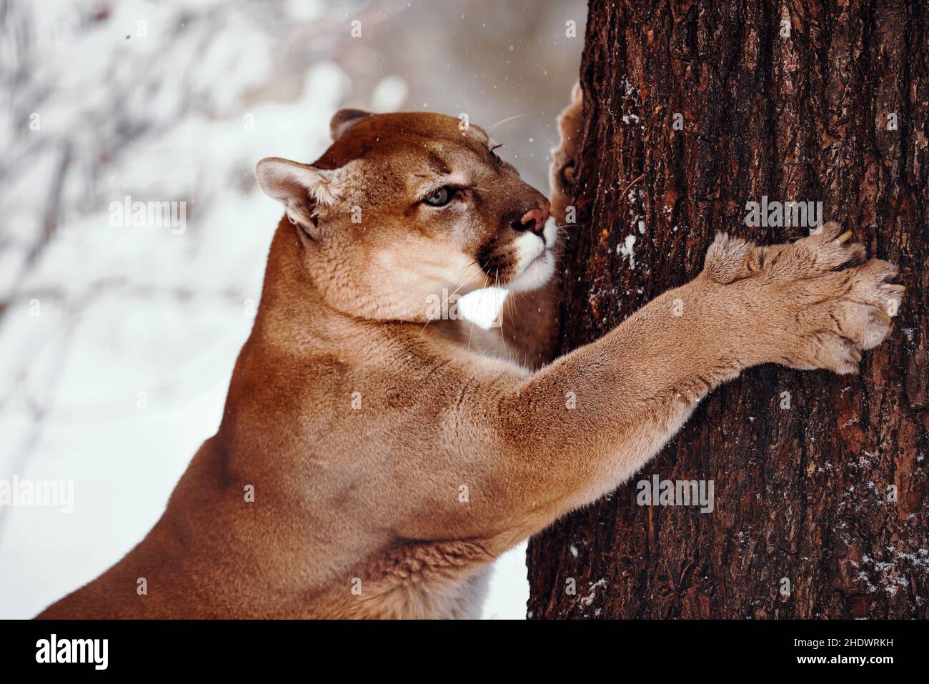 Beautiful Portrait of a Canadian Cougar. mountain lion, puma, cougar behind a tree. cougar sharpens its claws on a tree. Winter scene in the woods. wi Stock Photo