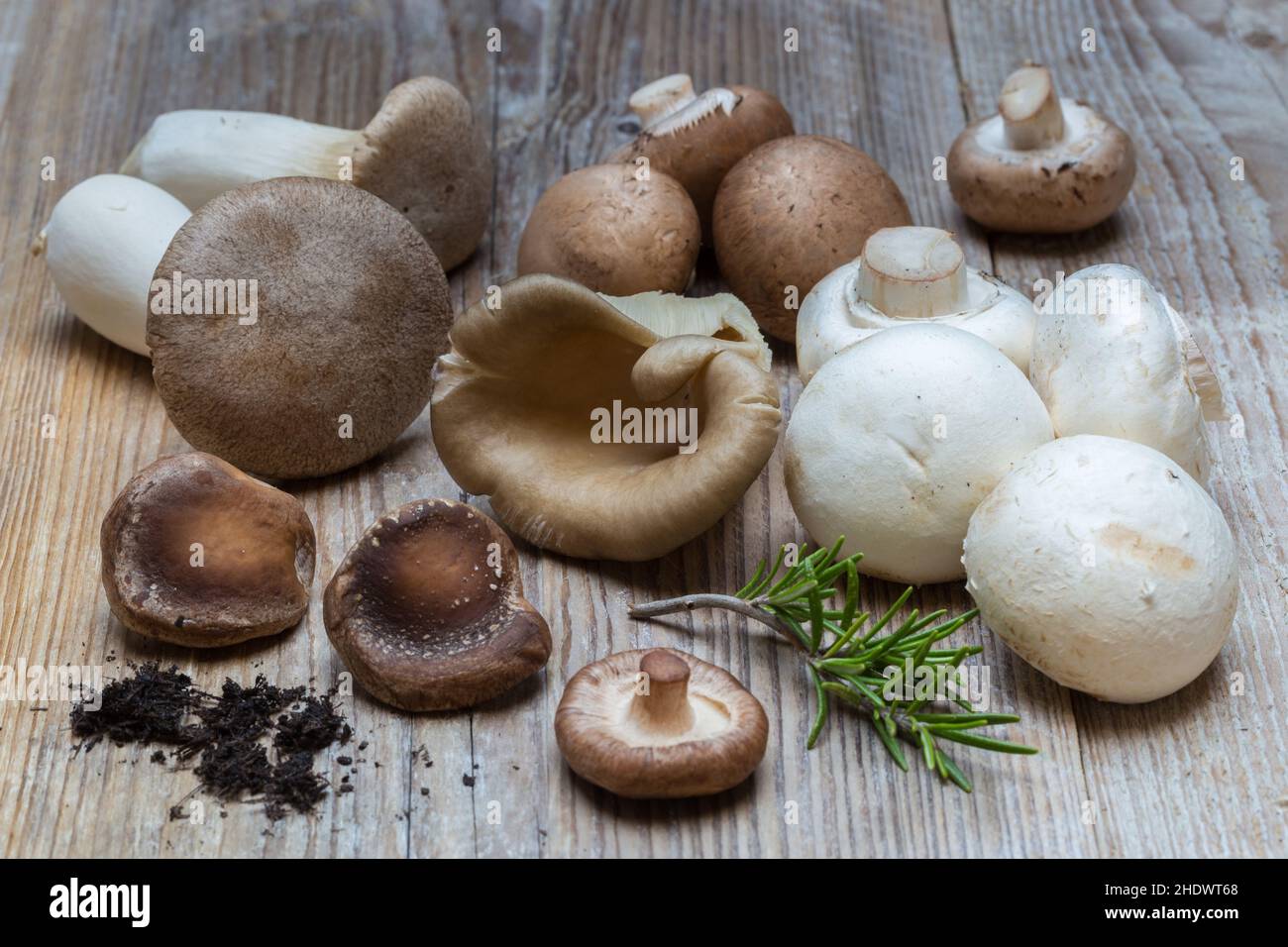 mushrooms, shiitake, oyster mushroom, pleurotus, mushroom, shiitakes