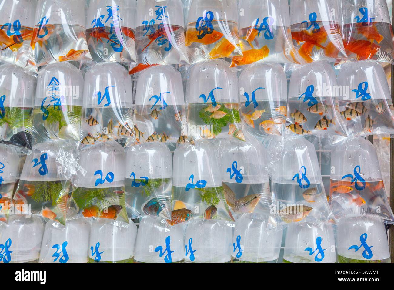 fish market, ornamental fish, mong kok, fish markets, ornamental fishs